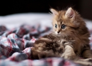 开云体育APP下载-绿茵场上的布雷默时刻，当苏格兰足球遇见伊拉克战后重建的隐喻与逆转