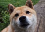 开云APP-冲击波与窒息感，掘金连续得分高潮下的奥运周期焦点战剖析