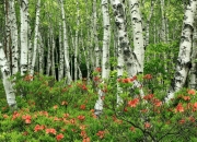 开云体育APP下载-唯一性的双重奏，奇才决胜尼克斯，爱德华兹抢七封神