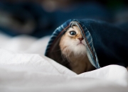 开云体育-虚实战纪，吉林鏖战猛龙，哈利伯顿点燃冰火赛场