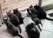 开云体育登录-三维空间的博弈，太阳如何用西甲式宽度哲学压制掘金