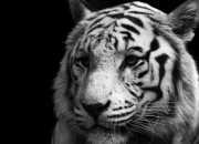 开云体育在线-魔笛无声处听惊雷，克瓦拉茨赫利亚毕尔巴鄂破茧记