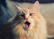 开云体育APP下载-贝恩加时封神，北京队险胜灰熊，一场关键的跨联盟对决