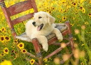 开云体育APP下载-当CBA战场升起绿军星光，吉林山西激战夜，遥映塔图姆的东方传奇