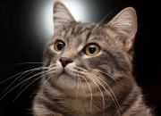 开云体育登录-从盖帽王到绝杀先生，文班亚马一剑封喉，雷霆险胜鹈鹕