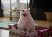 开云官网-沉默枪手与溃败的巨人，当贝恩用魔术偷走费城的夜晚