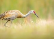 开云下载-当切尔西强行将死美国，巴斯托尼在棋盘上接管世界