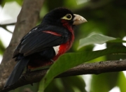 开云体育-绿茵破界，欧冠传奇联队鏖战，格子军团险胜袋鼠军团