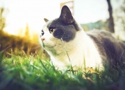 开云APP-英格拉姆48分史诗夜，活塞窒息防守决胜时刻抢走马刺关键胜利