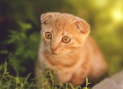 开云体育APP下载-沉默指挥家与风暴核心，勇士如何用两种节奏驯服广厦，爱德华兹全程高能交响曲