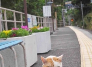 开云体育-跨洋奇迹，上海队踏平马刺，范弗利特在抢七决战中接管比赛