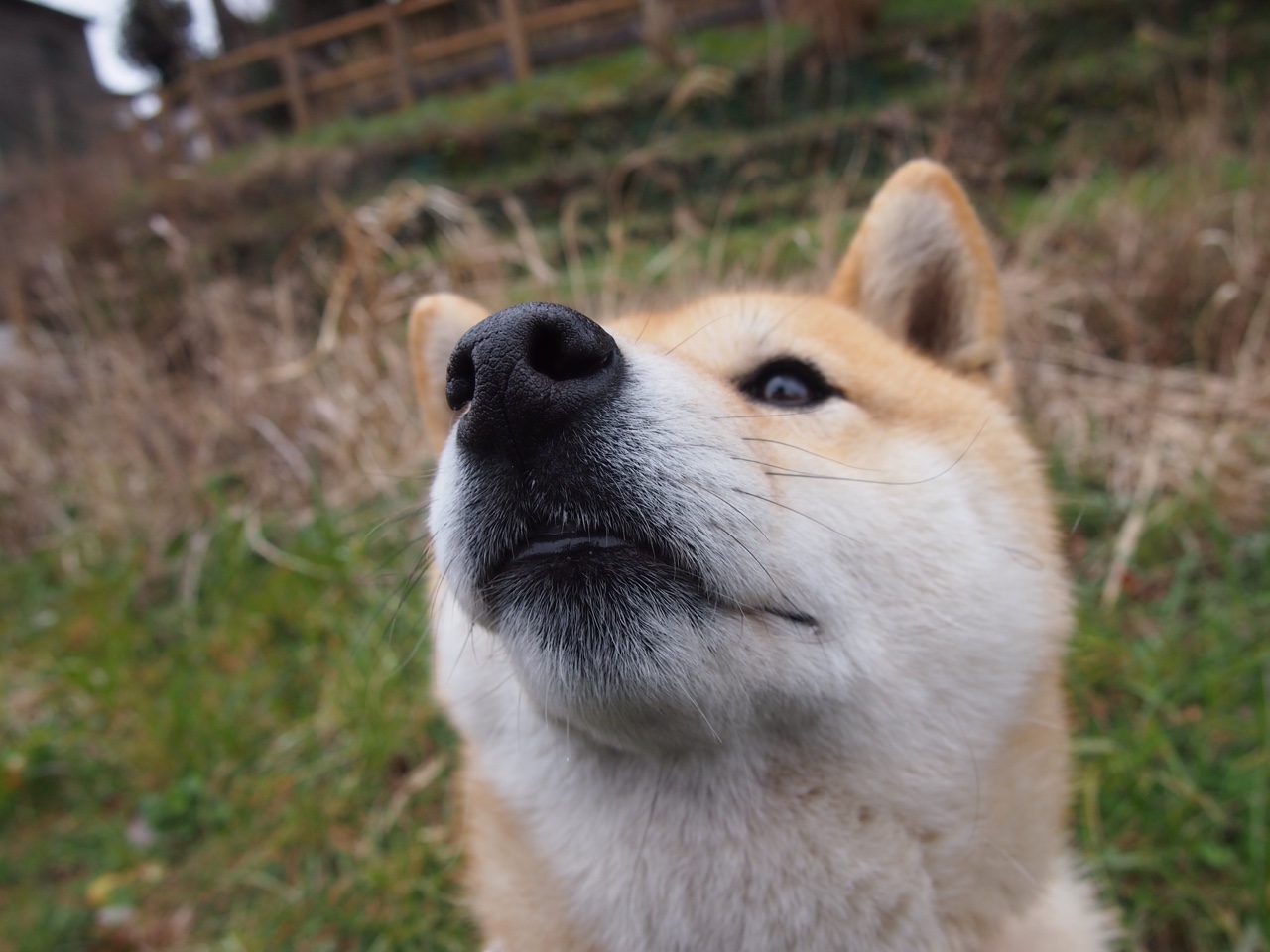 跨洲际的足球传承,孙兴慜里程碑与英格兰绝杀夜的共鸣