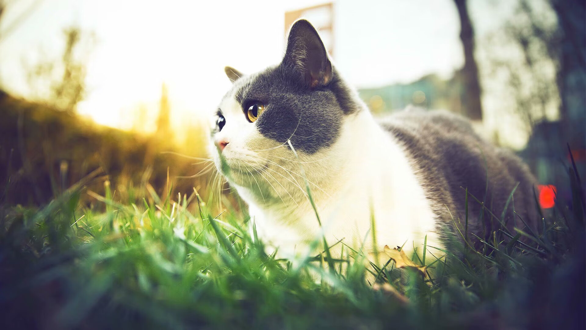 暗夜淬刃,奥运周期关键战,班凯罗于无声处听惊雷