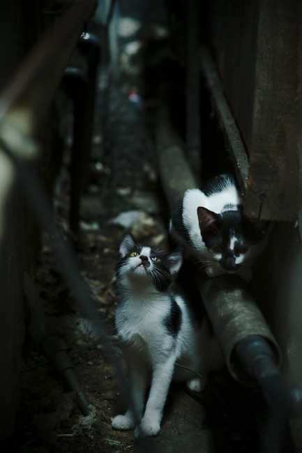 终场哨响的救赎,利拉德压哨绝杀,奇才逆转山西队