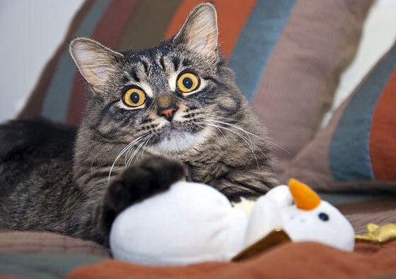 窒息高压下的指挥家,若日尼奥如何用一脚魔法击溃委内瑞拉的混凝土防线