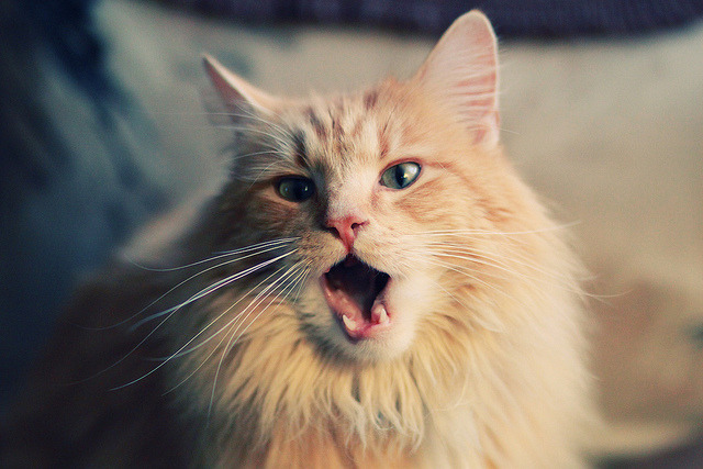 贝恩加时封神,北京队险胜灰熊,一场关键的跨联盟对决