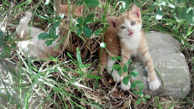 他锁死乌拉圭锋群,托马斯·穆勒如何用防守让拜仁带走南美狂想曲