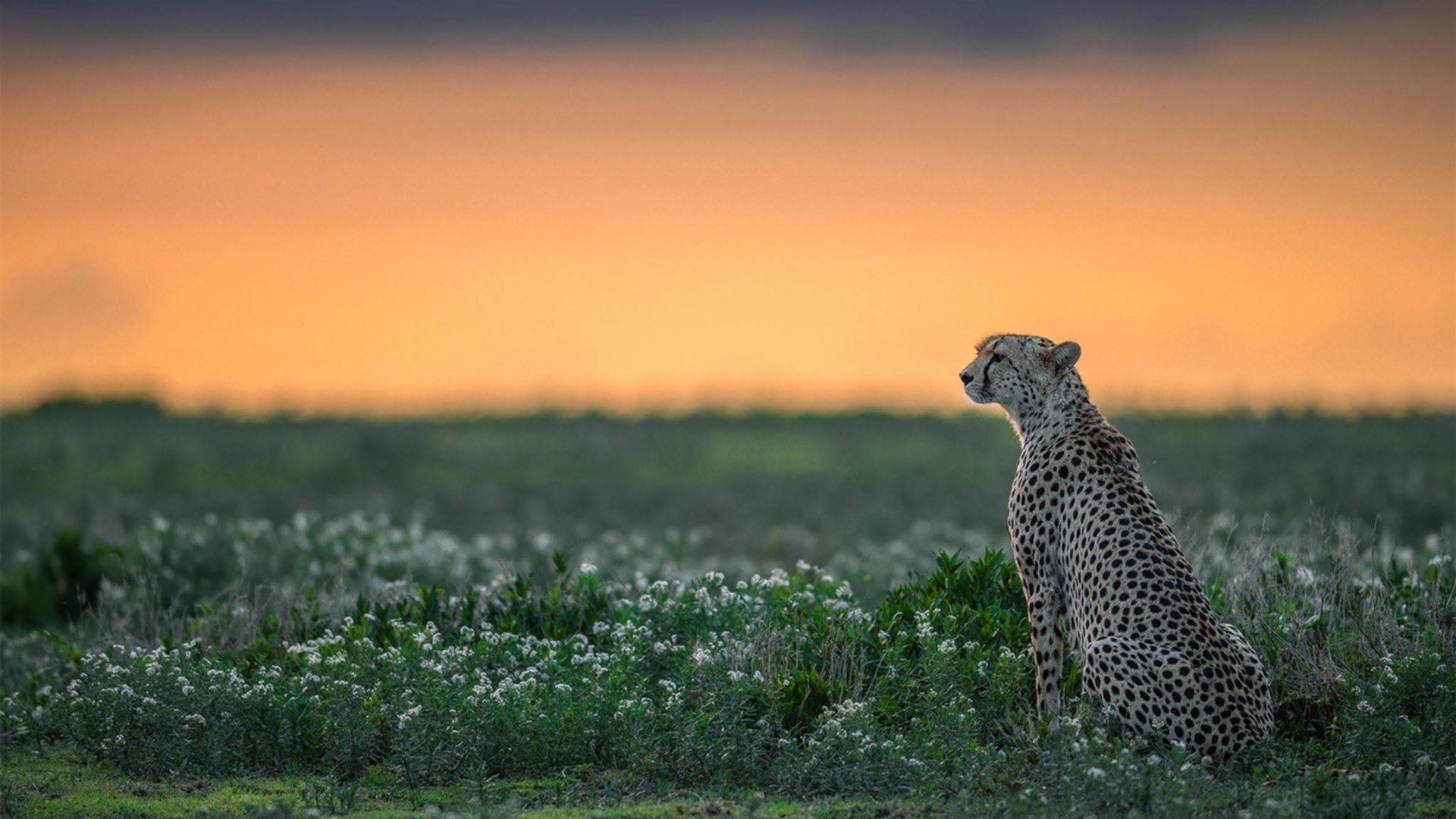当代码错误成为现实,阿森纳在美加墨世界杯淘汰赛过关牙买加,卡瓦哈尔如何接管了平行宇宙的绿茵场