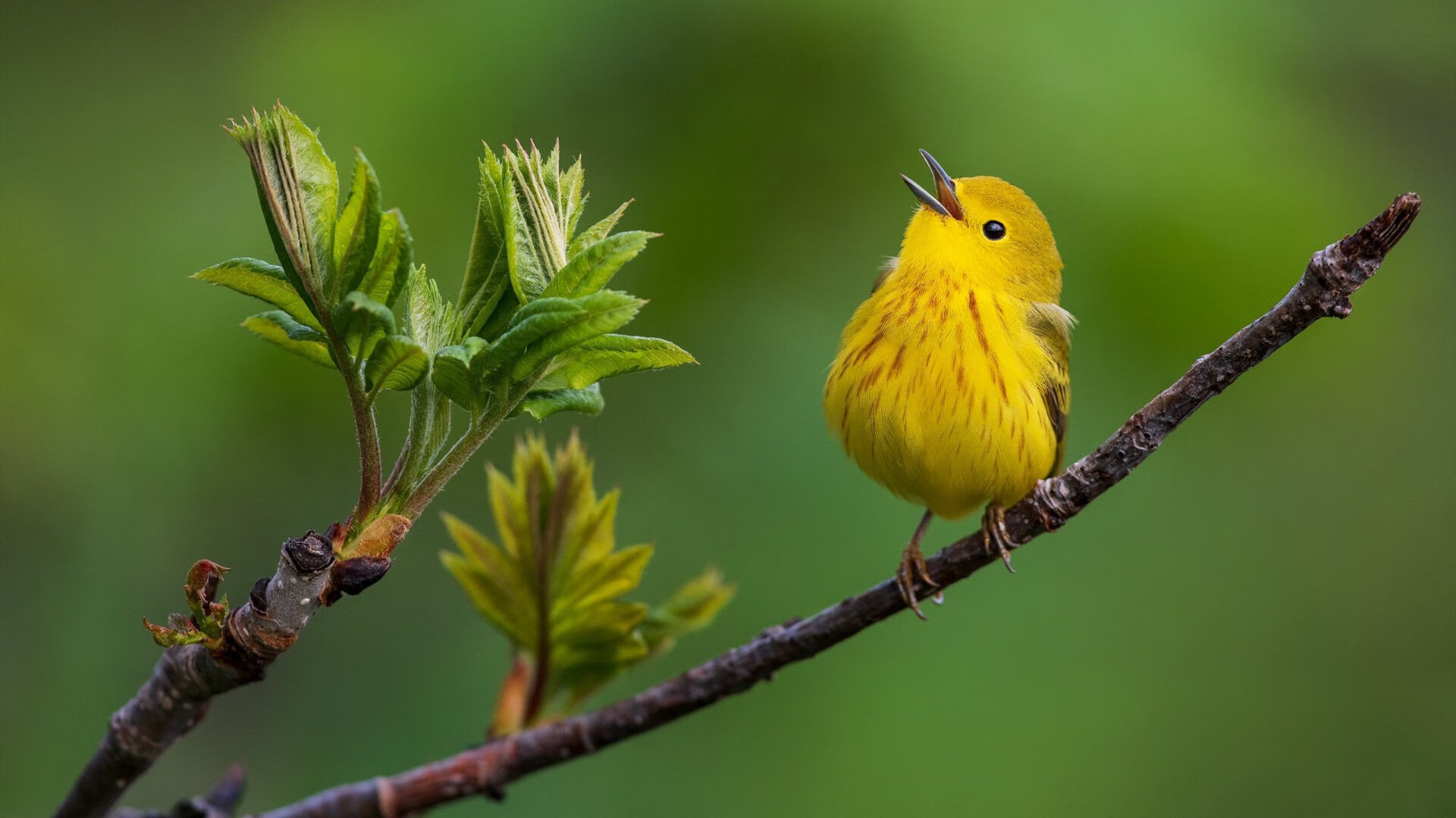 法国战术锁死黄潜咽喉,劳塔罗一剑封神定欧冠乾坤