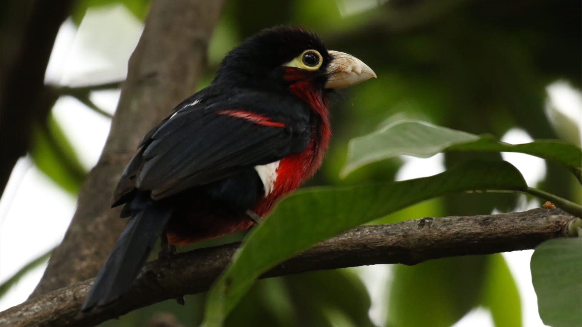 绿茵破界，欧冠传奇联队鏖战，格子军团险胜袋鼠军团