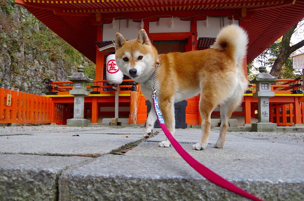 埃及式逆袭，当塞维利亚的冷箭遇见迪亚斯的国家德比权杖